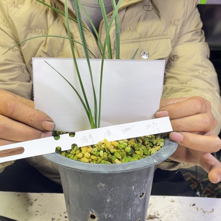 陪***冬完全开放惠兰传奇1苗1芽寄养