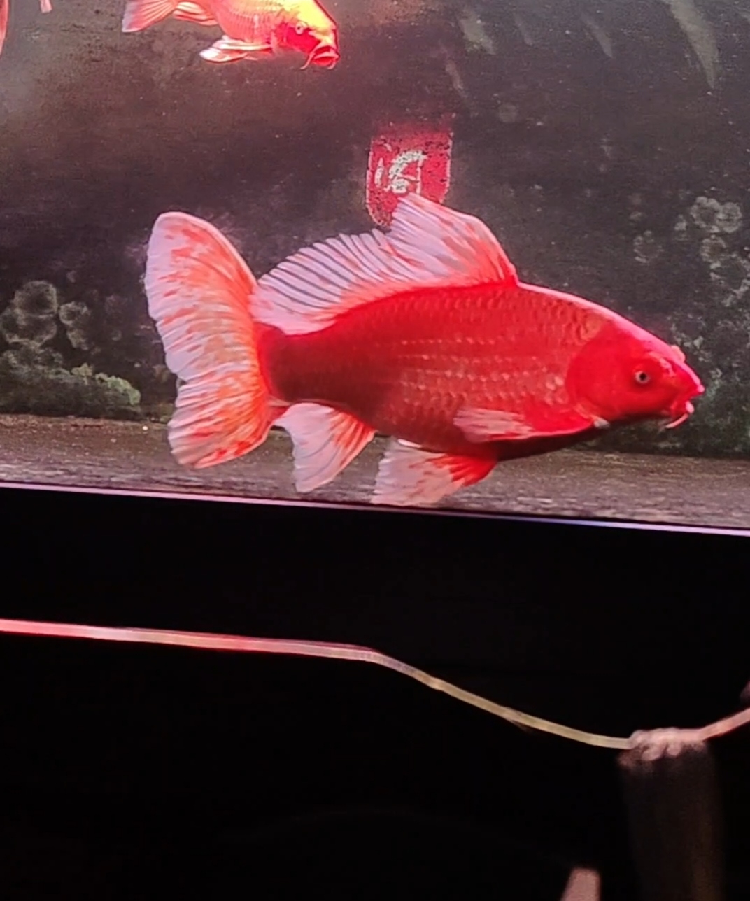 （直播间一物一拍）活体观赏鱼红色普身普短蝴蝶鲤