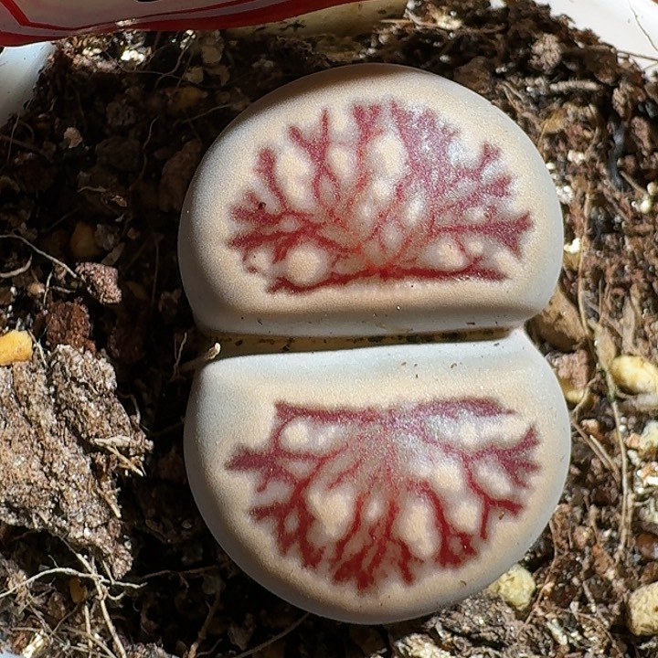 生石花12554。 209