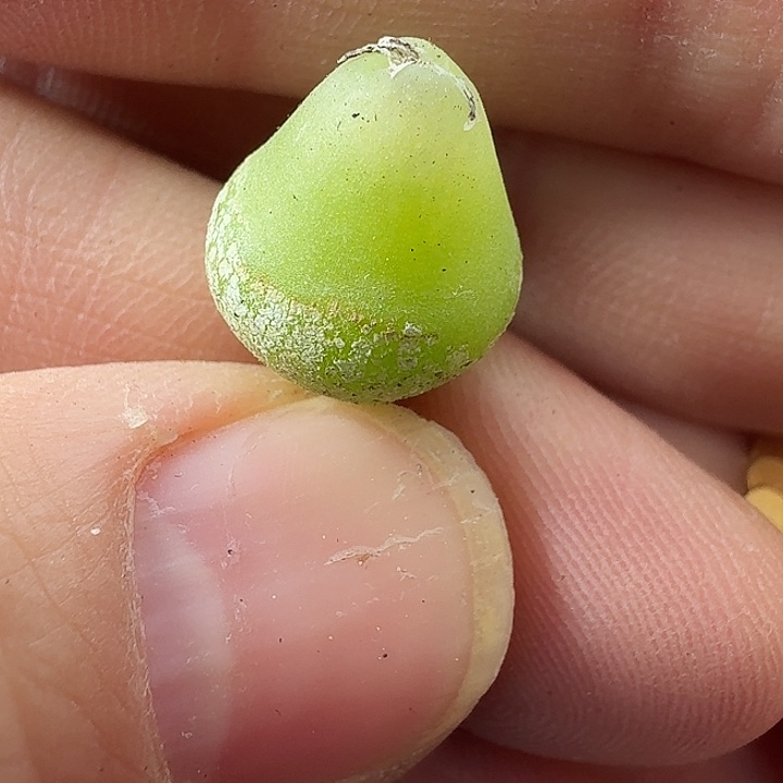 老马生石花大葫芦1336