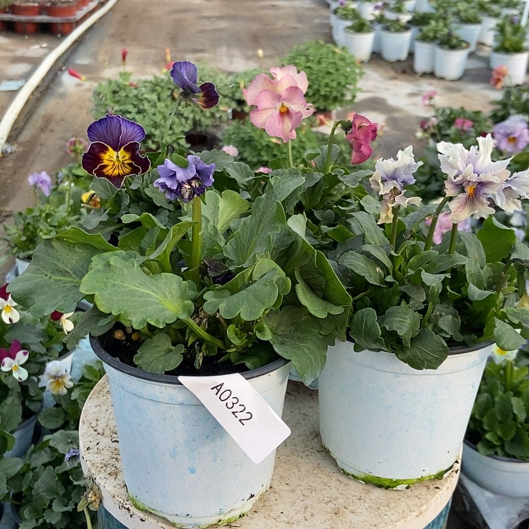 大部分花苞少量开放322