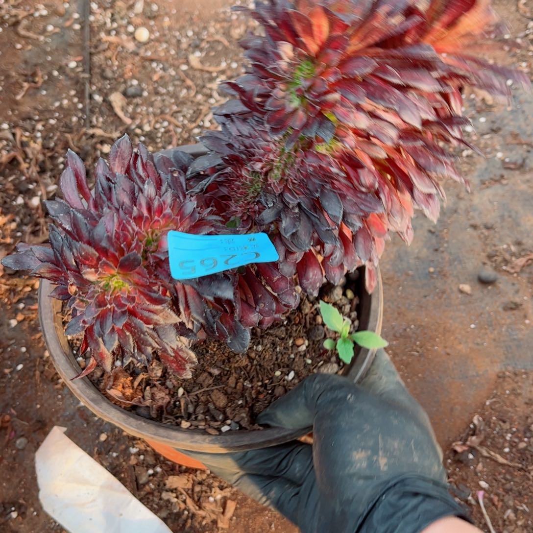 多肉植物265墨颜