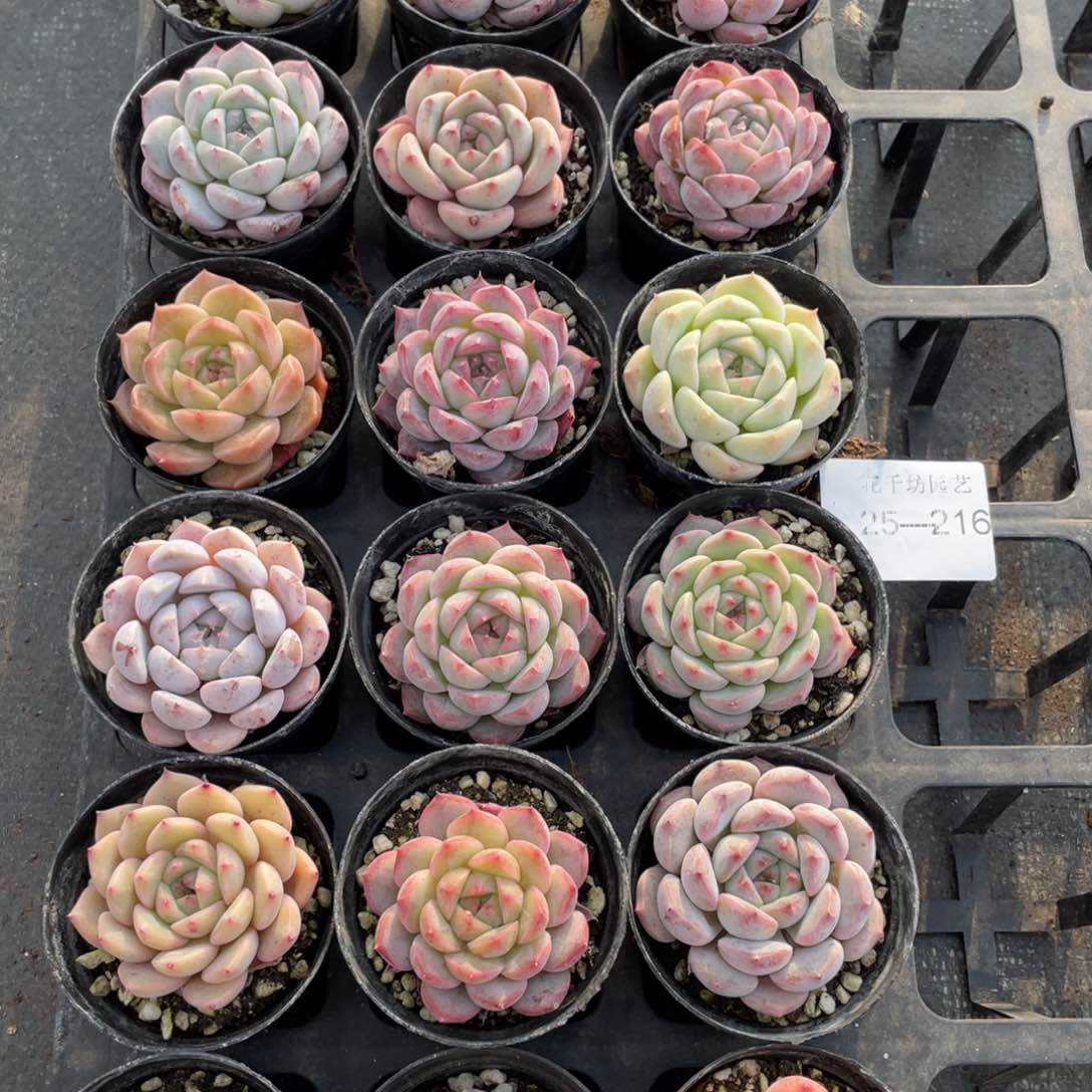 A****I一物一拍18颗25-216