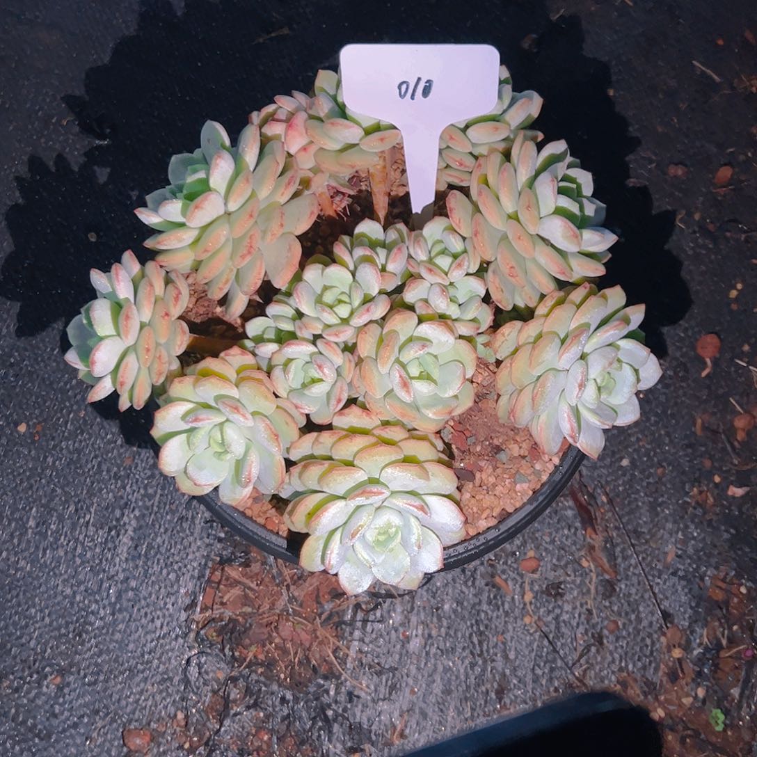 是**吗010香草48。。。。。。