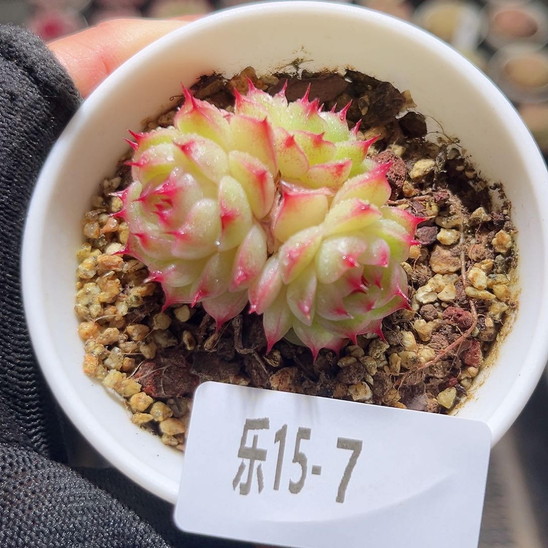 乐15-7 海王群不包整