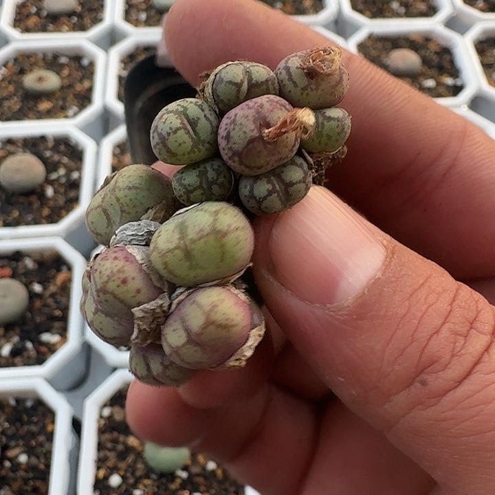 224 巨巨巨巨巨将牛奶