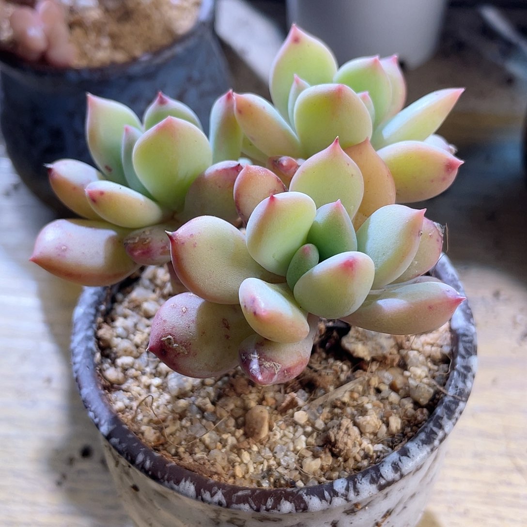 0308  蜜糖 六月六