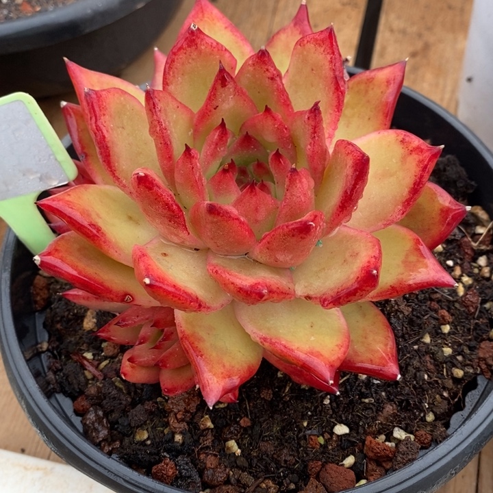 D203- 直播福利 雪皇后