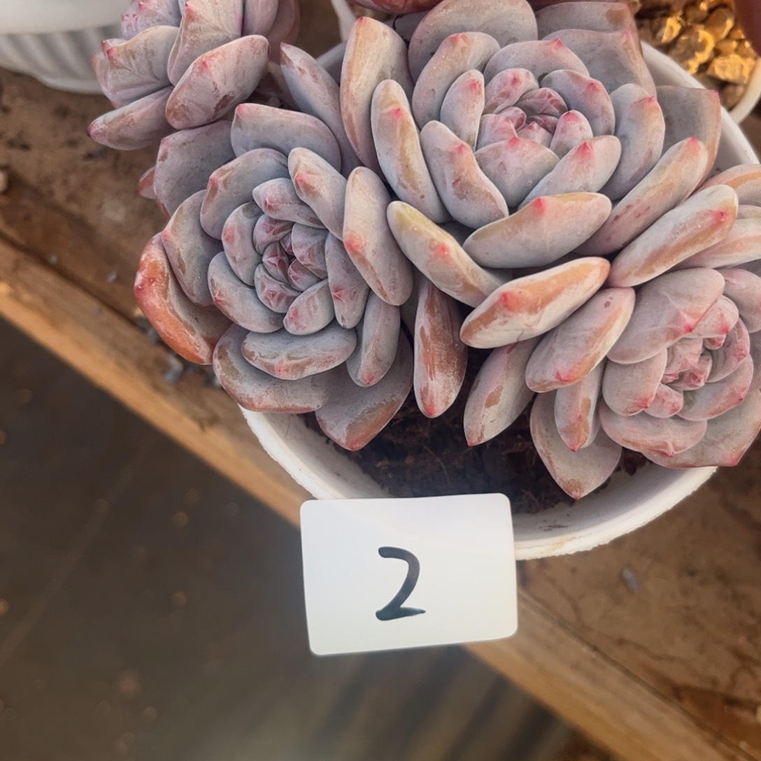 Y***寶12.8-2突尼斯星影群生