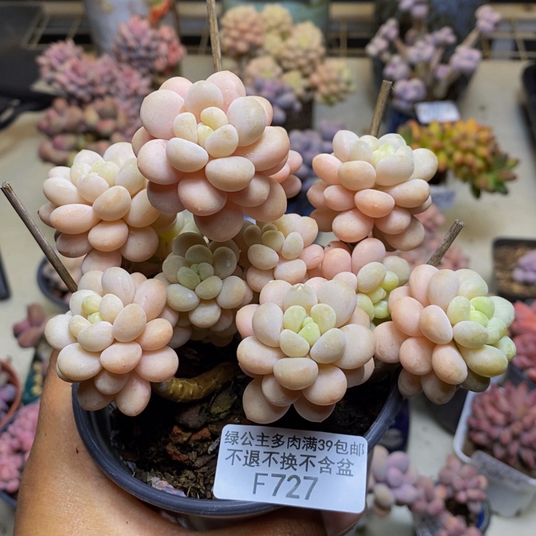 727洛可可多肉9cm