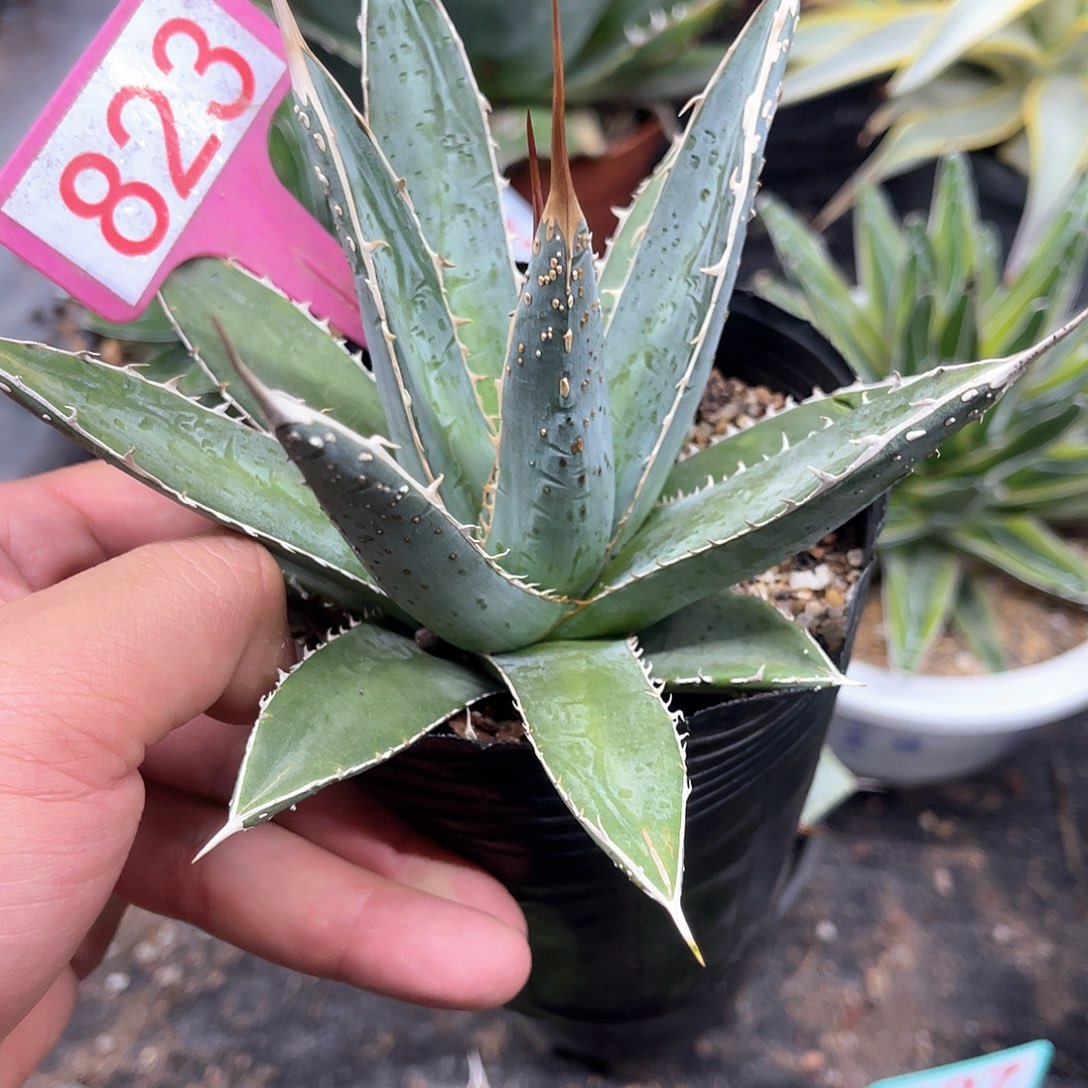 强刺帝释天满背刺