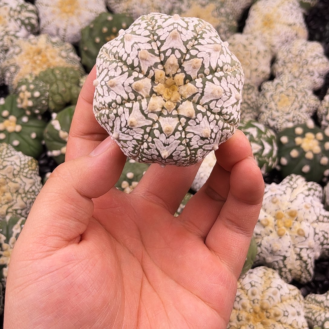 哈哈哈哈哈哈哈ｖ兜兜兜