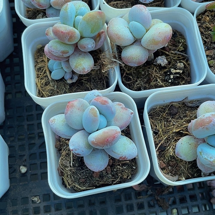 雪美人2.8带盆土发