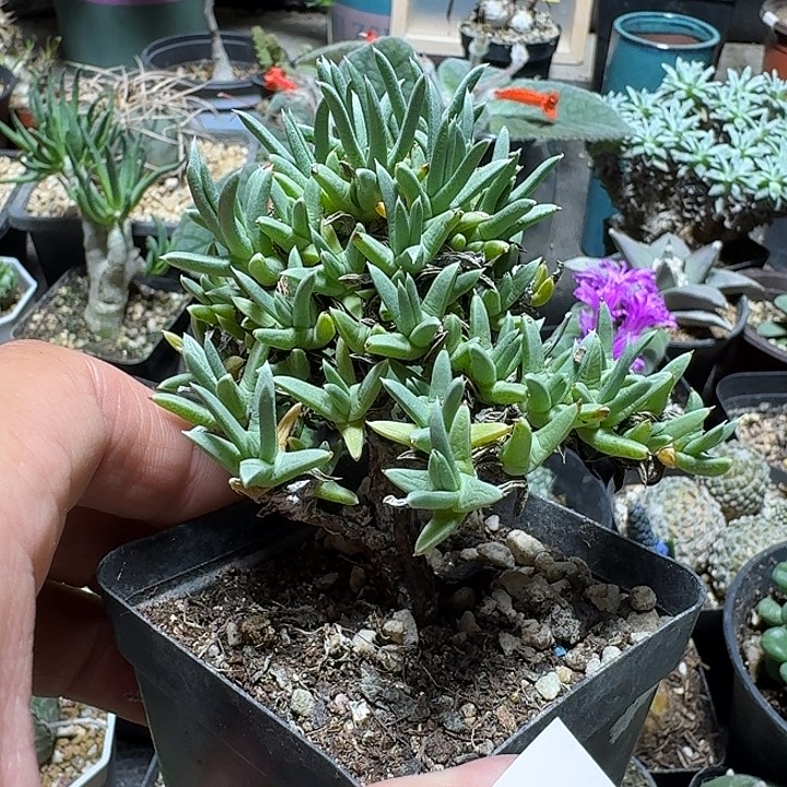 321刺陵带盆发货实生