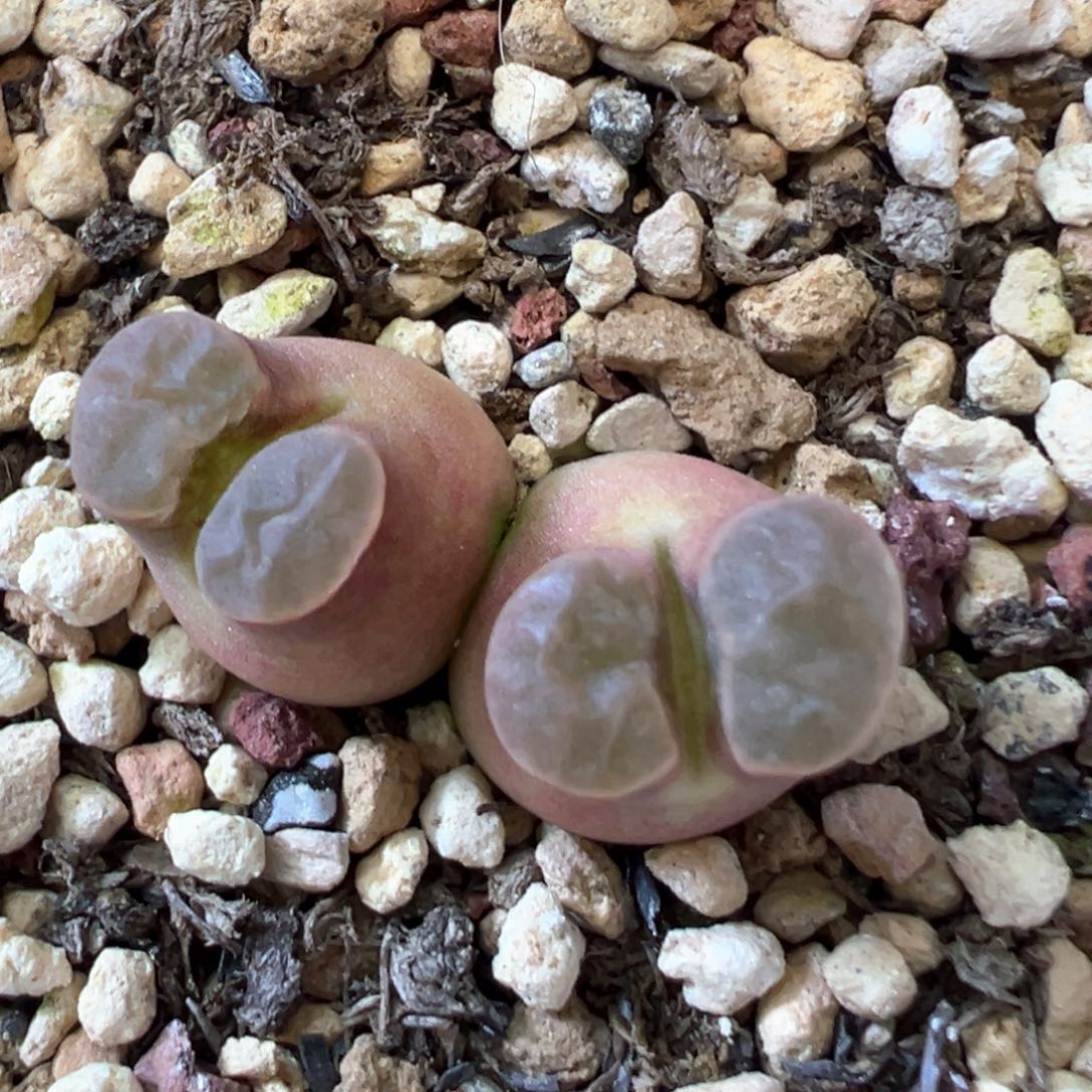 磁铁奶瓶体 肉锥植物