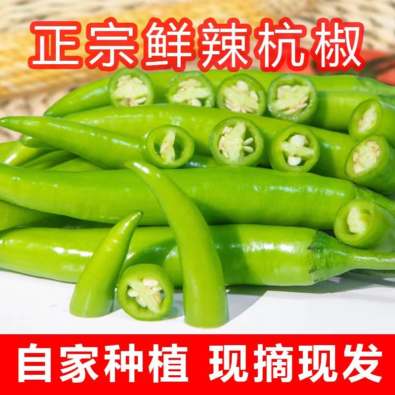 【特辣】正宗现摘薄皮杭椒新鲜特辣小辣椒可腌制