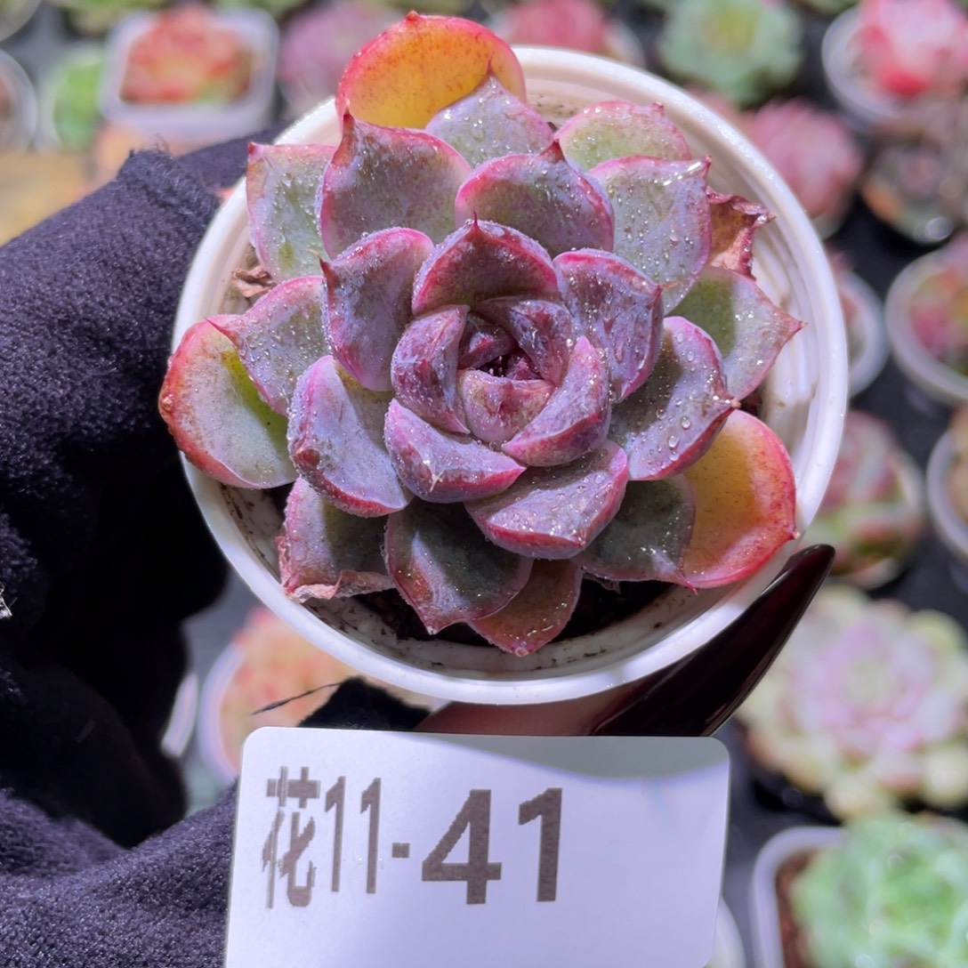 花利美11-41新品单头