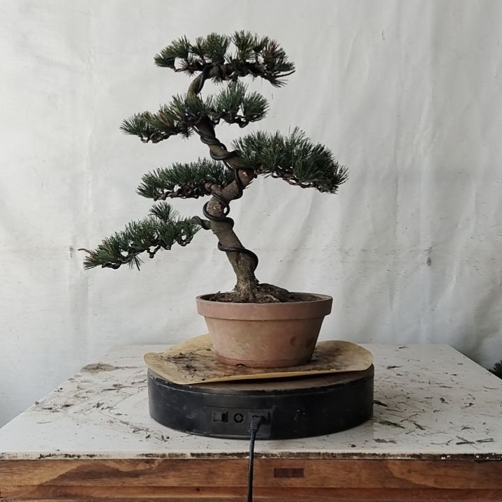 五针松老盆口老桩