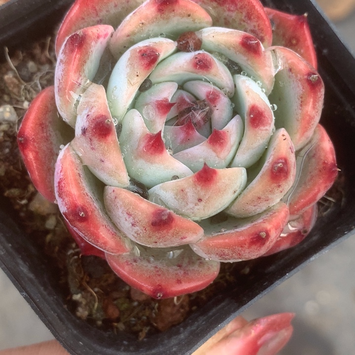 吉娃娃。（满9.99包邮不满9.99发叶子）