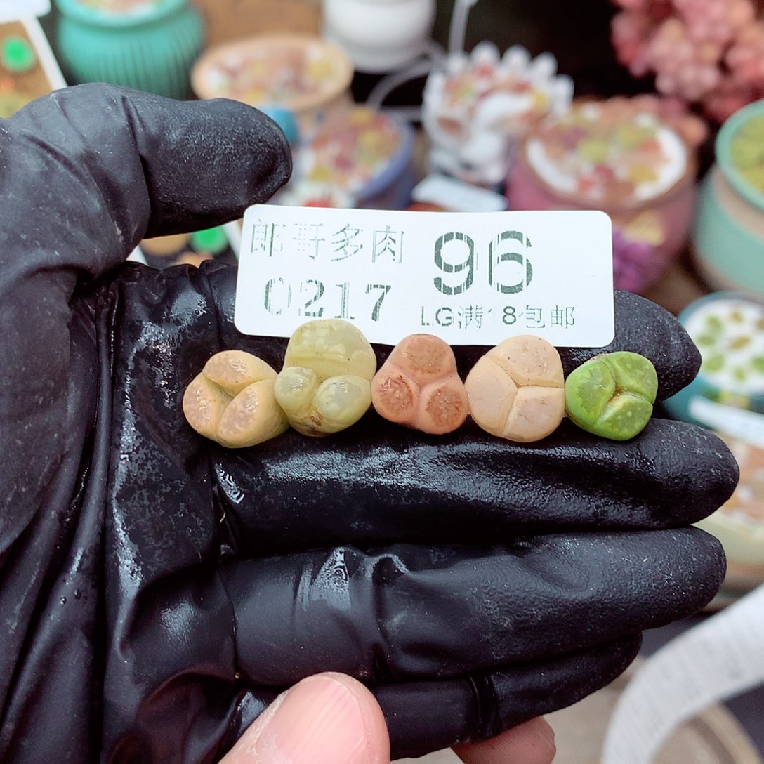 郎哥多肉生石花，17-96