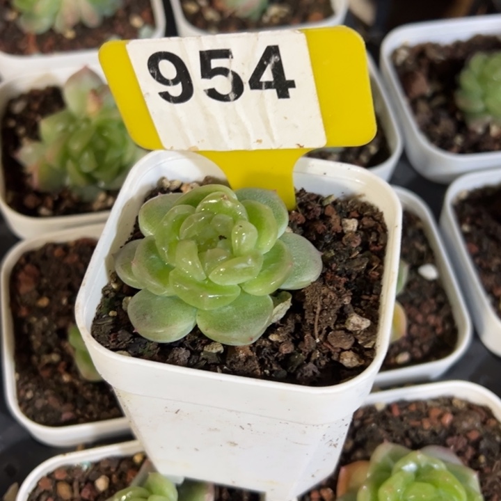 狗***板财富19号4cm多肉植物