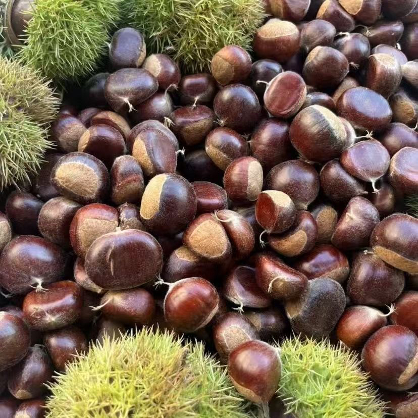 板栗 老品种小板栗 粉糯的口感