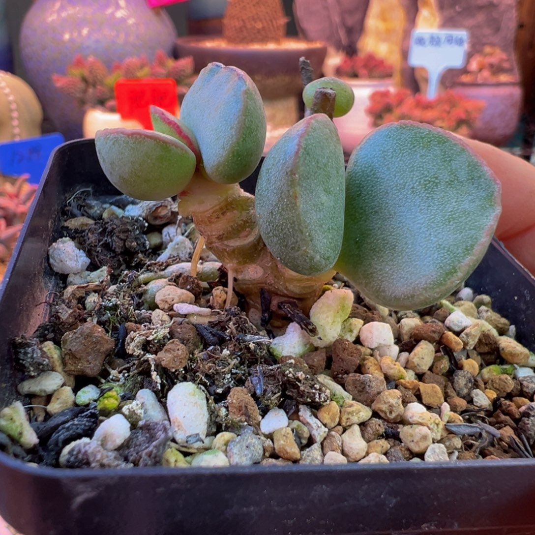 ****我们都在努力着改变