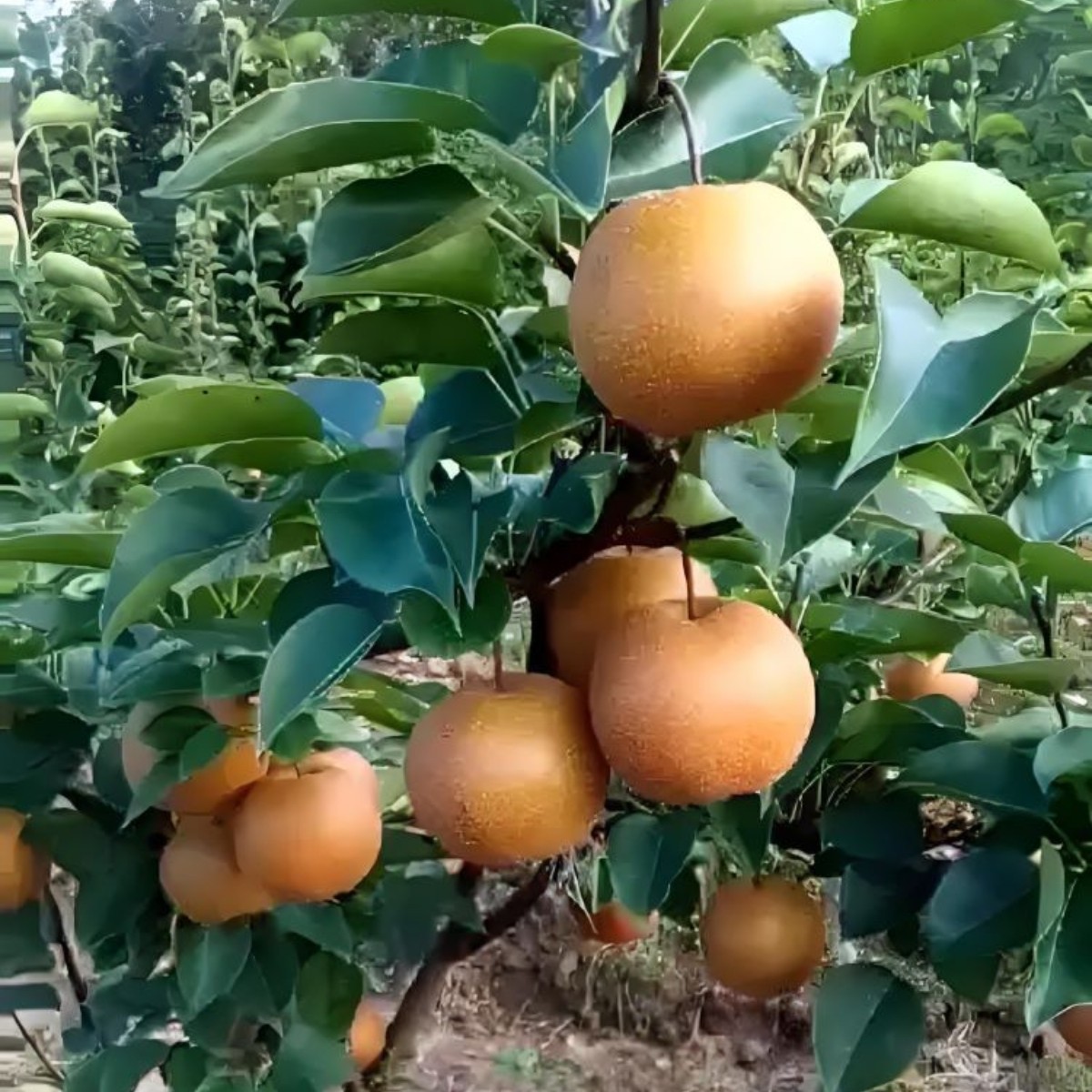 湖北恩施本地长十廊当季新鲜水果脆爽多汁味甜可口