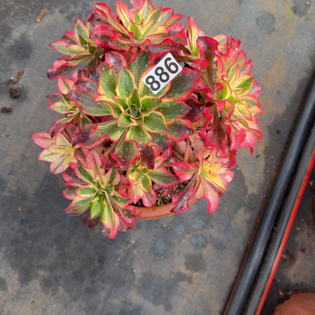 普***提886多肉植物魅影多肉