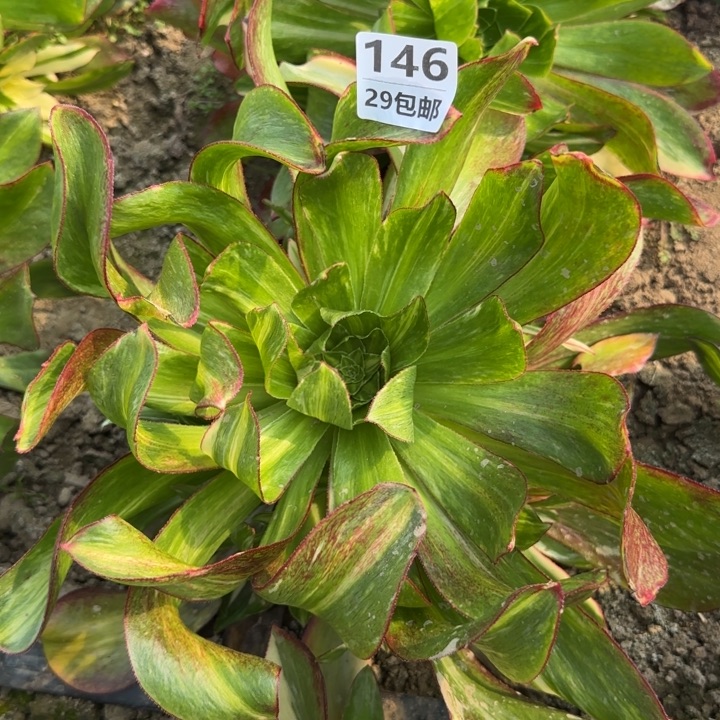 魅影七彩……多肉植物……