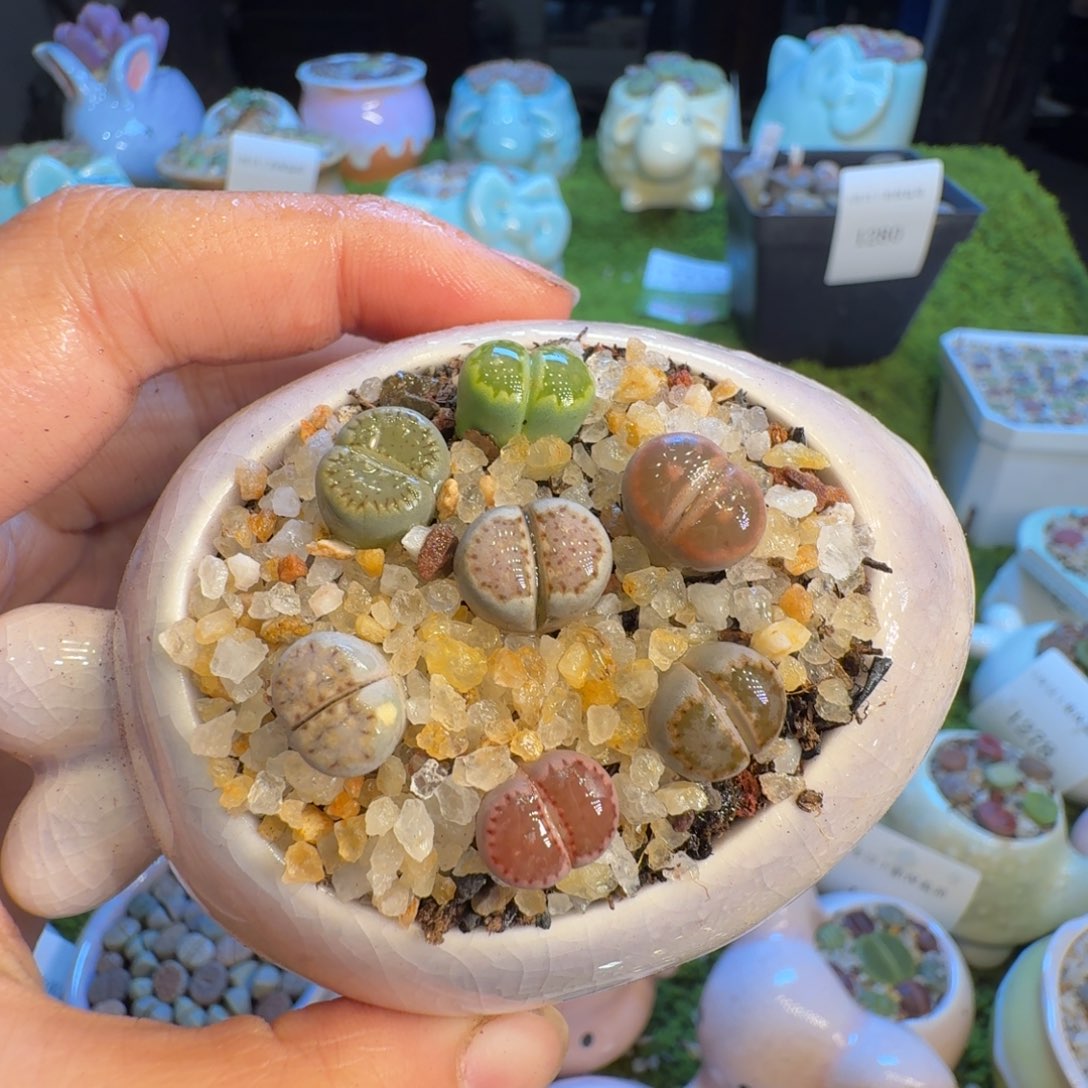 多肉植物福利冲1308