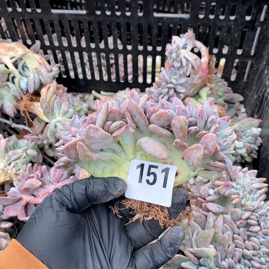 清***新151 瑕疵粉兔缀哇哇哇