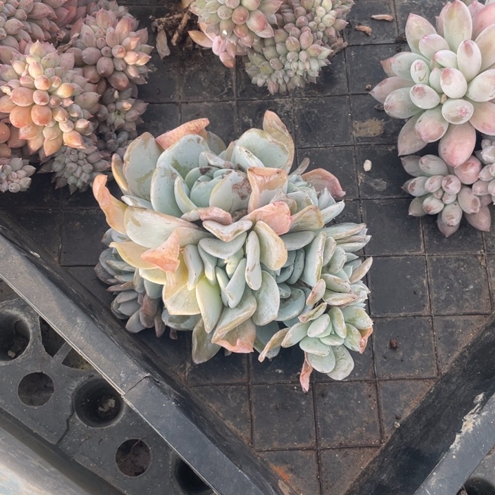 【闪购商品】雪特群