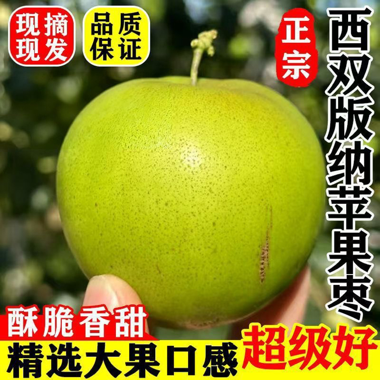 云南西双版纳正宗苹果枣当季新鲜脆甜水果