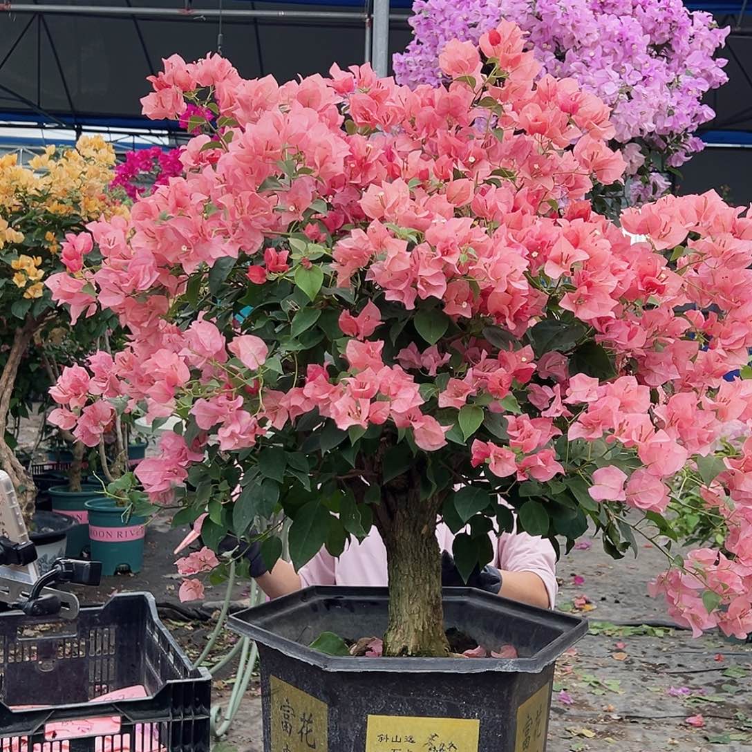 霍***板大部分花苞少量开放B86不甜西瓜