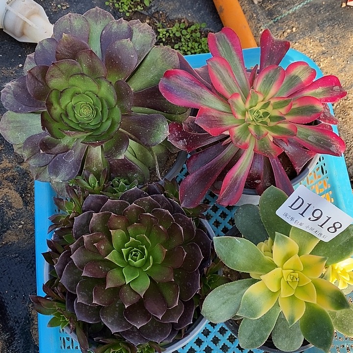 1918法师多肉4颗组合