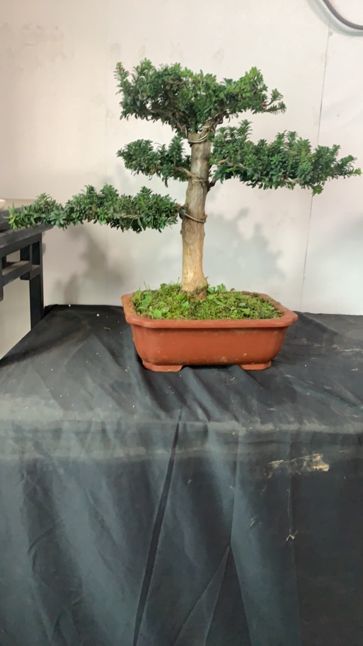 罗汉松盆景造型盆景树