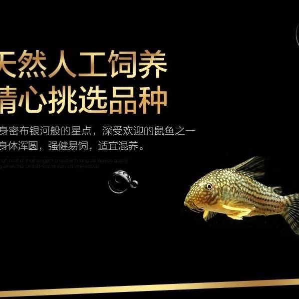 珍珠鼠鱼清道夫观赏鱼水草豹鼠垃圾鱼缸清洁工具底层熊猫金苔鼠