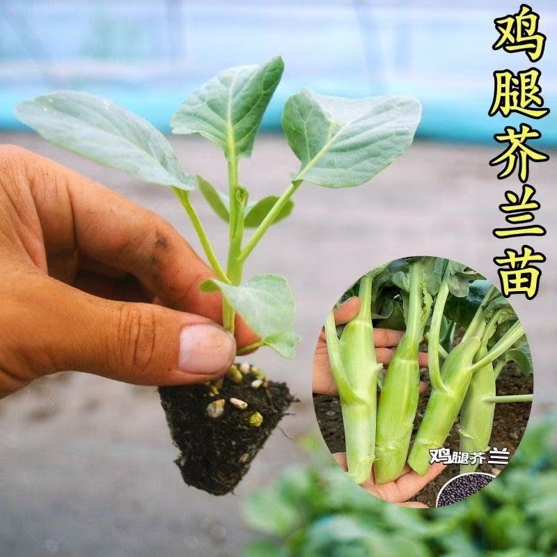 鸡腿芥兰苗多茬采收芥兰抗热耐寒脆甜可口主苔粗生长快阳台盆栽