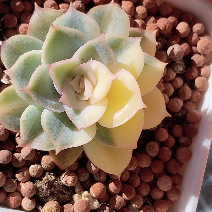 武仙座一物一拍，