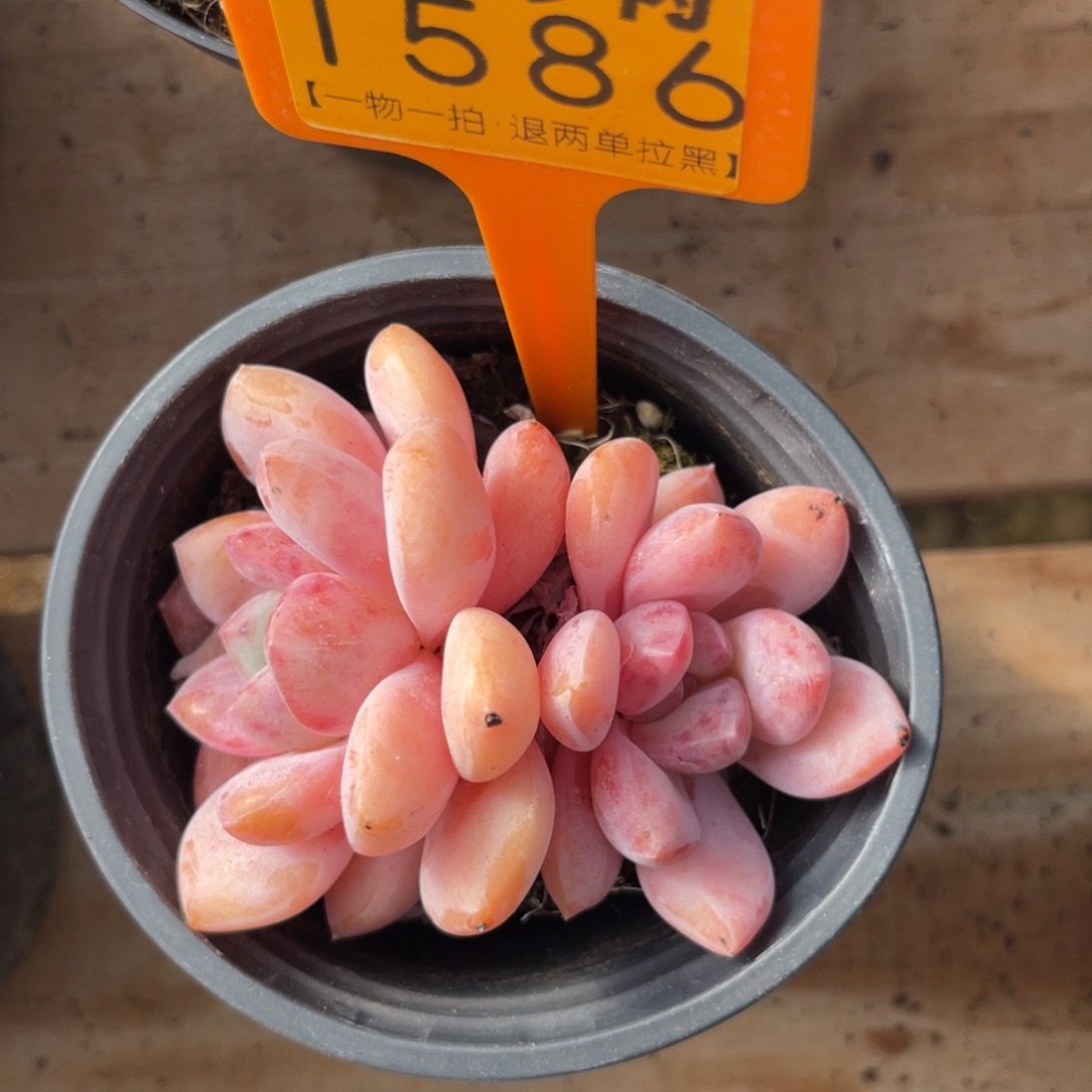 云尘多肉一物一拍1586