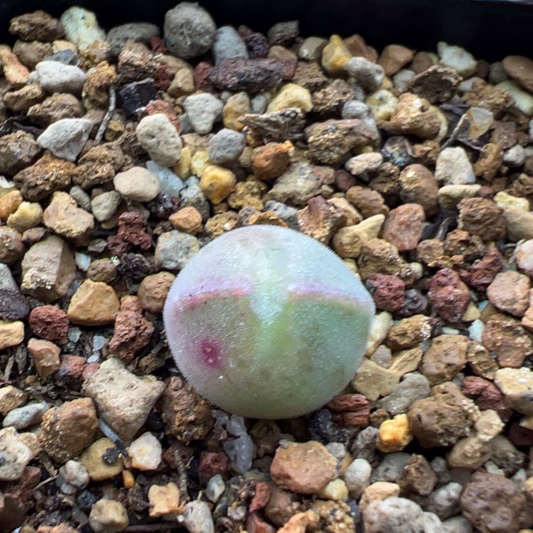 191单头猫耳空蝉一棵特