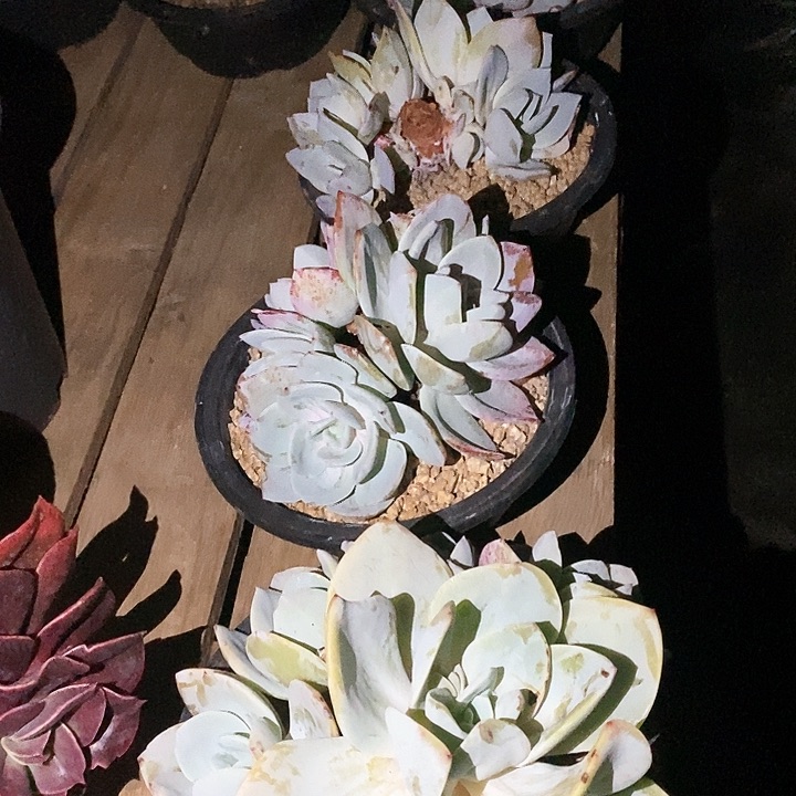 l***,奶茶多肉植物5-2