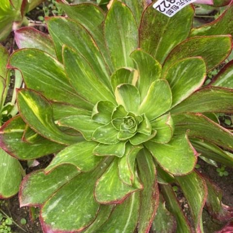 822魅影七彩满25包邮多肉