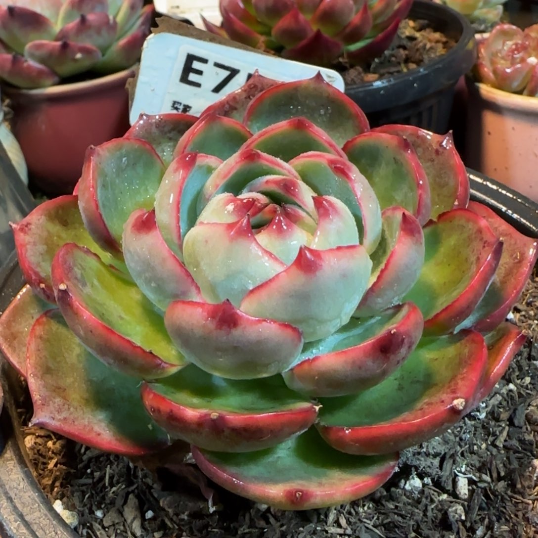 玫瑰惊鸿一物一拍包装收缩花旱756