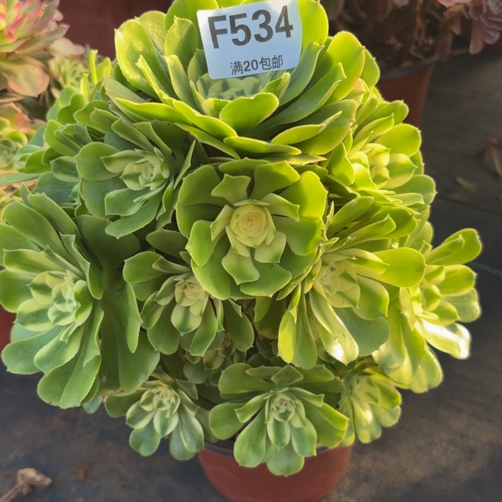 瑞妈多肉植物，534.辛尼亚