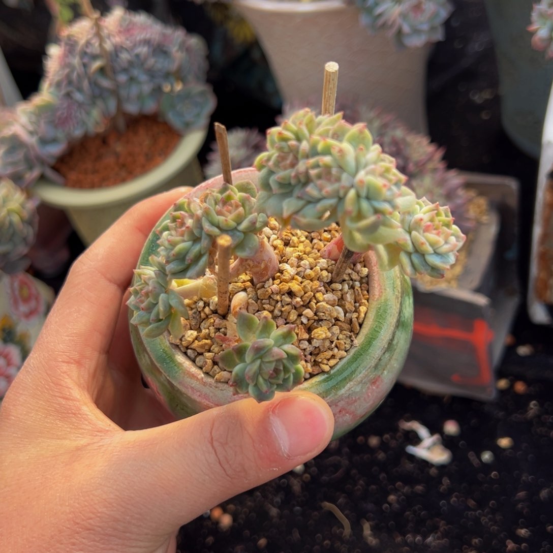 新年快乐 新年快乐