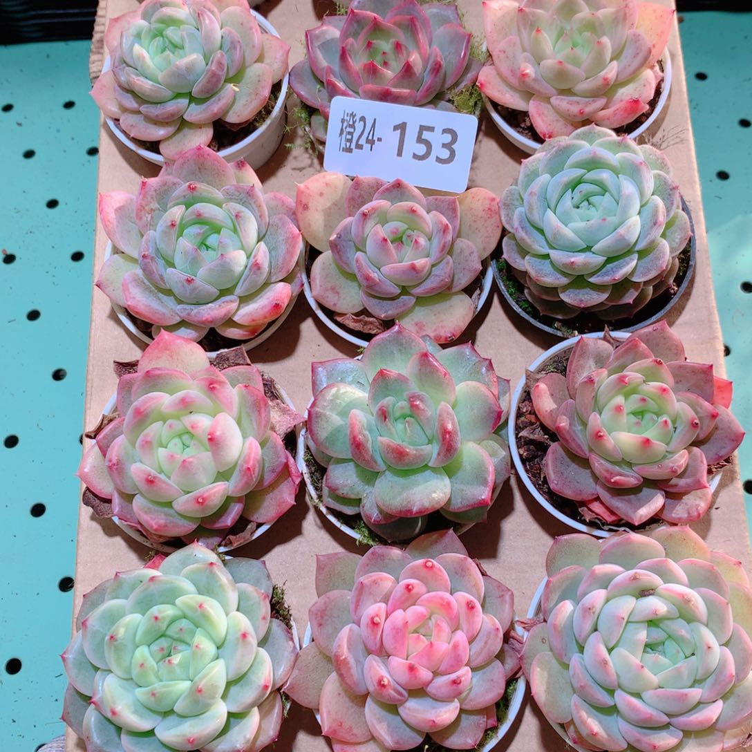 24-153一物一拍多肉带盆18颗