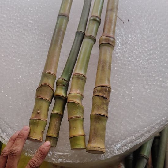 至***宝反反复复哥哥哥哥哥