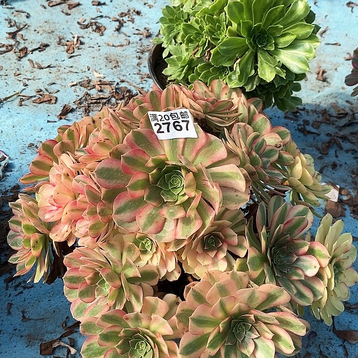 2767 一颗雨何法师（断指没有售后